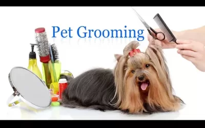 Pet Grooming: Unleash Your Passion for a Rewarding Career