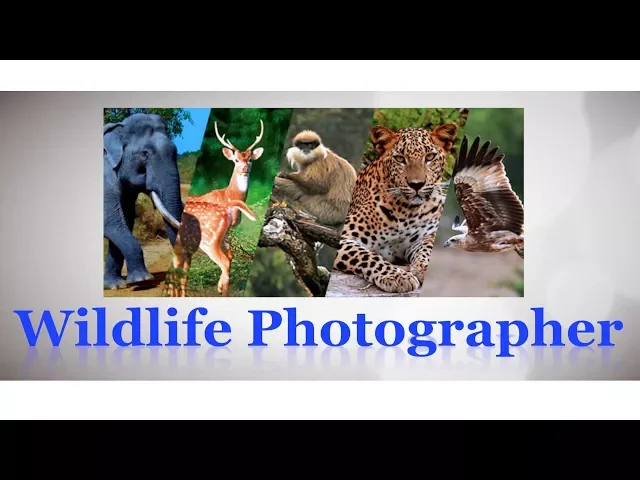 Career as Wildlife Photographer